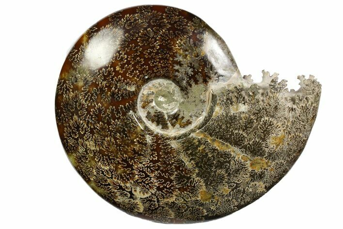 Polished, Agatized Ammonite (Cleoniceras) - Madagascar #138562
